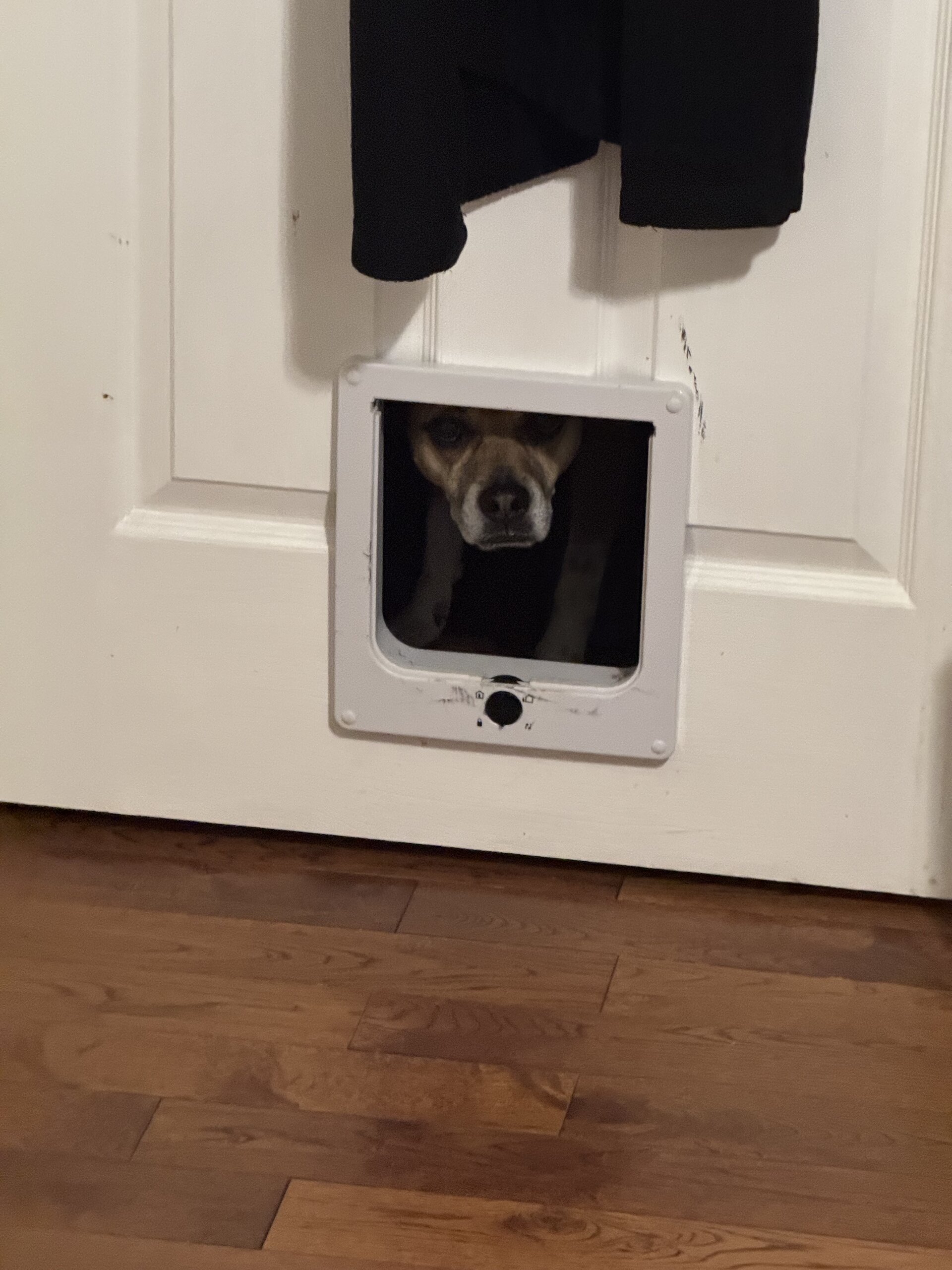 Cat door installation