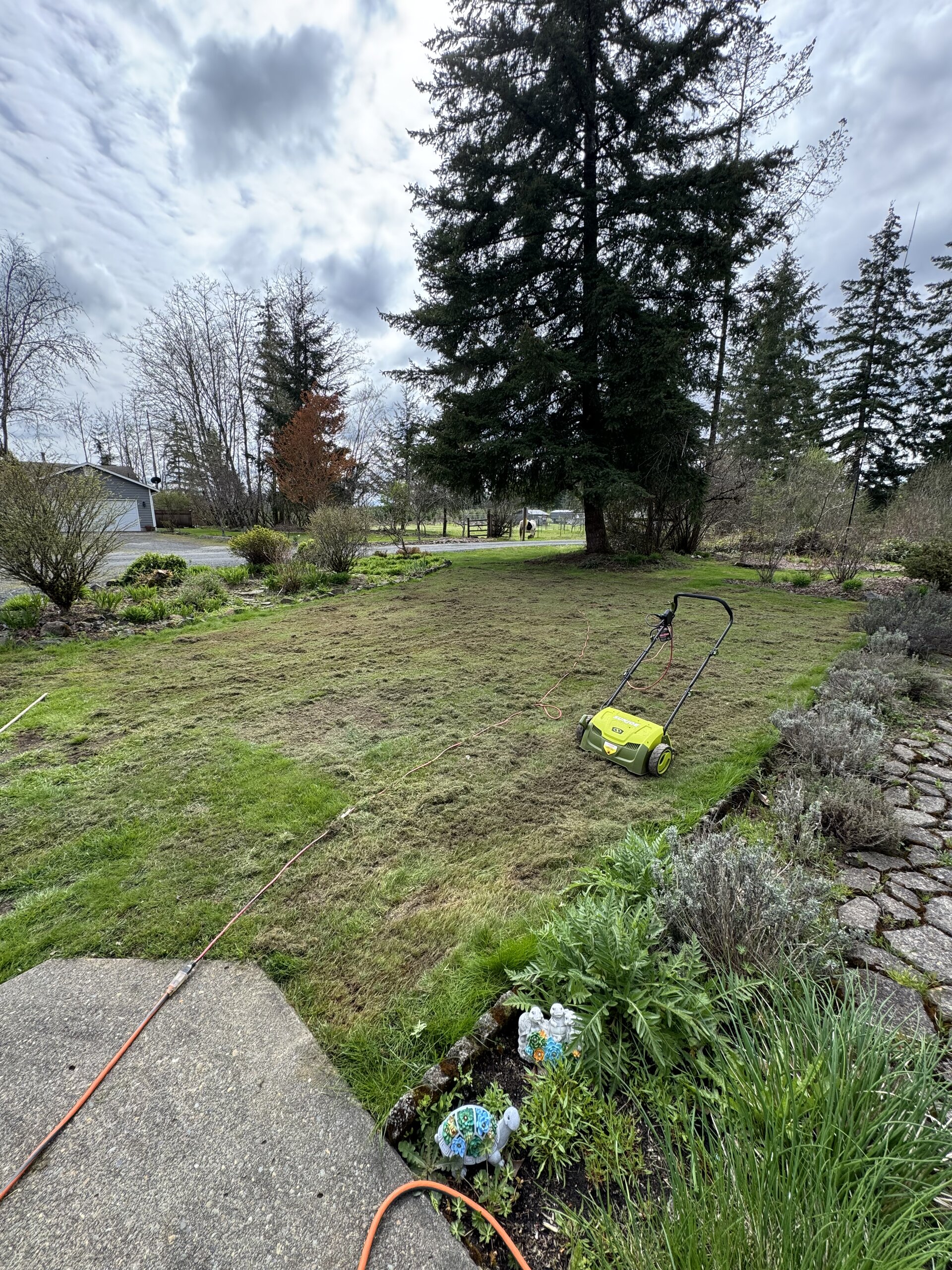 Dethatching back yard